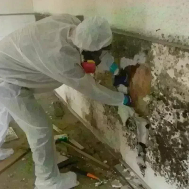 Mold Remediation and Removal in Royal City, WA